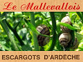 Le Mallevallois - Escargots ardéchois