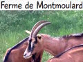 Ferme de Montmoulard
