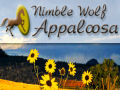 Nimble Wolf Appaloosa