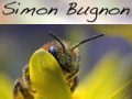 Simon Bugnon - Photographe naturaliste