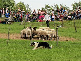 Les Bergers des Chaupous