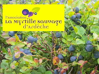 La Myrtille sauvage d'Ardèche