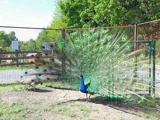 Parc Animalier de Lussas