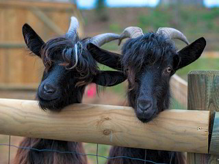 Parc animalier des Gorges de l'Ardèche