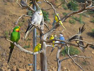 Parc animalier des Gorges de l'Ardèche