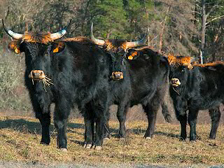 Parc animalier des Gorges de l'Ardèche