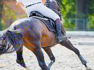 Les poneys de Fermenas