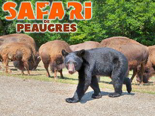 Safari de Peaugres