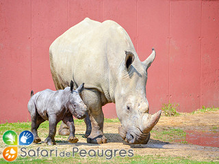 Safari de Peaugres